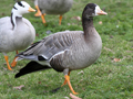 Bar-headed Goose x Greater White-fronted Goose hybrid